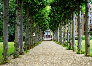 Ein ruhiger Frühlingsmorgen: Ein Spaziergang zum Kleingarten